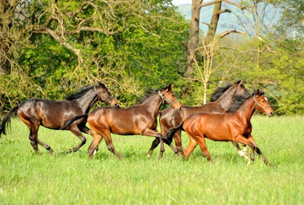 Die Ein- u. Zweijhrigen Hengste - 4. Mai 2015  - Foto Beate Langels - Gestt Hmelschenburg