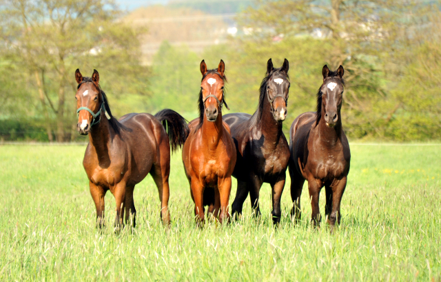 Die Ein- u. Zweijhrigen Hengste - 4. Mai 2015  - Foto Beate Langels - Gestt Hmelschenburg