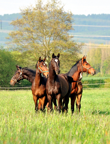 Die Ein- u. Zweijhrigen Hengste - 4. Mai 2015  - Foto Beate Langels - Gestt Hmelschenburg