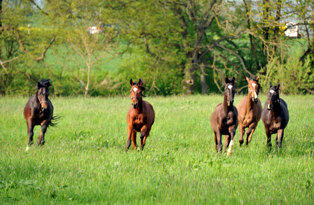 Die Ein- u. Zweijhrigen Hengste - 4. Mai 2015 - Foto Beate Langels - Gestt Hmelschenburg