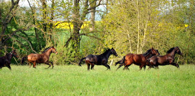 Die Ein- u. Zweijhrigen Hengste - 4. Mai 2015  - Foto Beate Langels - Gestt Hmelschenburg