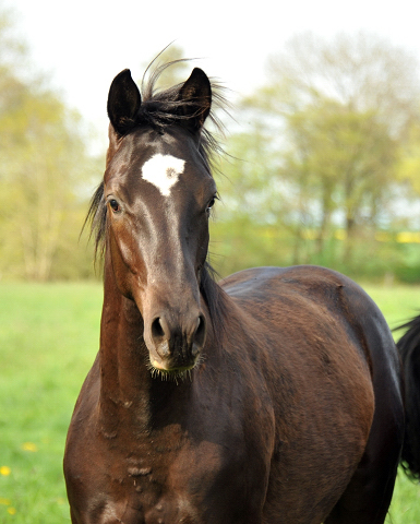 Jhrlingshengst von Saint Cyr u.d. PrSt. Greta Garbo v. Alter Fritz - Foto Beate Langels - Gestt Hmelschenburg