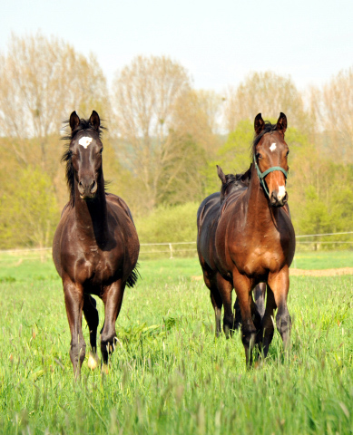 Jhrlingshengste von Saint Cyr - Foto Beate Langels - Gestt Hmelschenburg