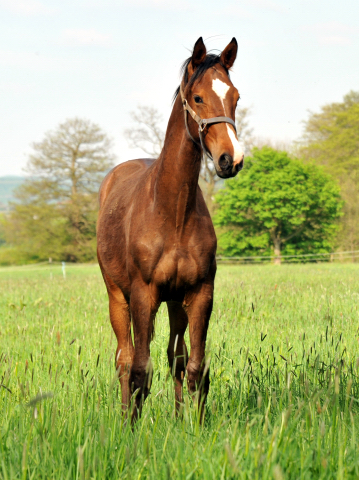 Jhrlingshengst von Saint Cyr u.d. Pr.u.StPrSt. Karen v. Freudenfest - Foto Beate Langels - Gestt Hmelschenburg