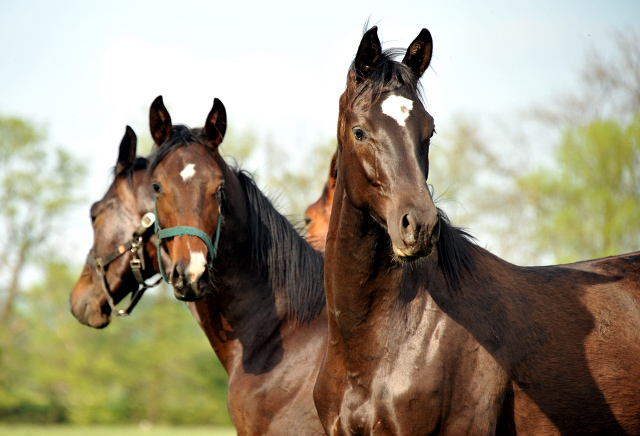 Die Ein- u. Zweijhrigen Hengste - 4. Mai 2015 - Foto Beate Langels - Gestt Hmelschenburg