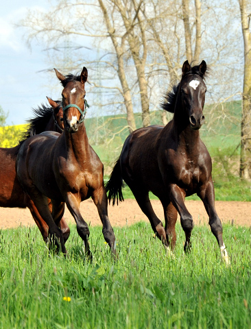 Jhrlingshengste von Saint Cyr - Foto Beate Langels - Gestt Hmelschenburg