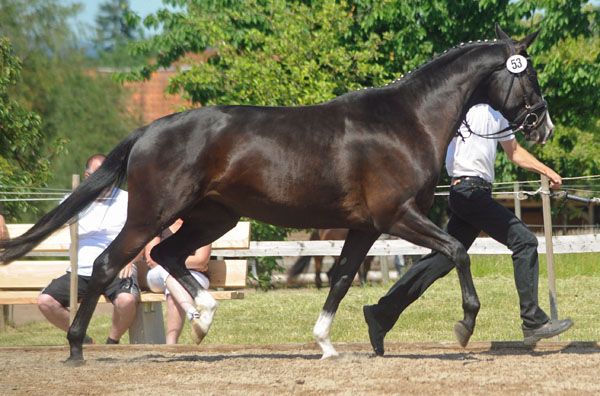 Prmienanwrterin Great Ammykay v. Alter Fritz u.d. ESt. Gloriette, Foto: Beate Langels Trakehner Gestt Hmelschenburg