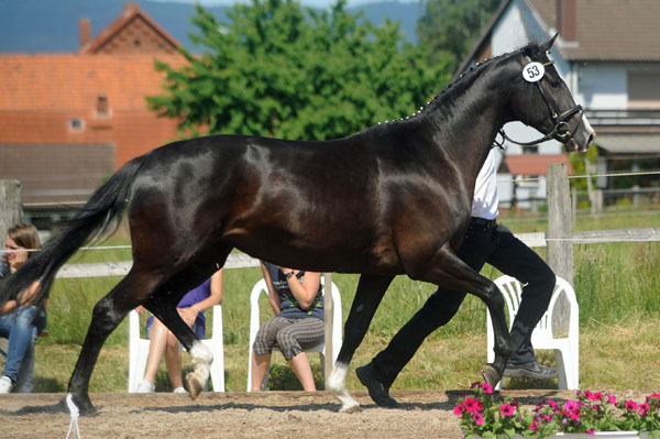 Prmienanwrterin Great Ammykay v. Alter Fritz u.d. ESt. Gloriette, Foto: Beate Langels Trakehner Gestt Hmelschenburg