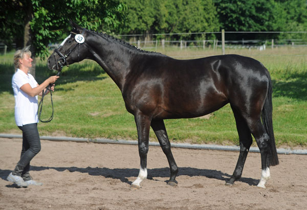 Prmienanwrterin Great Ammykay v. Alter Fritz u.d. ESt. Gloriette, Foto: Beate Langels Trakehner Gestt Hmelschenburg