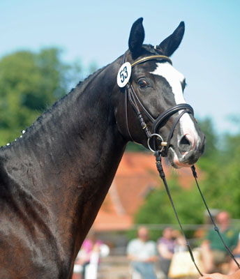 Prmienanwrterin Great Ammykay v. Alter Fritz u.d. ESt. Gloriette, Foto: Beate Langels Trakehner Gestt Hmelschenburg