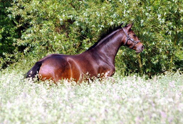 Schwalbendiva v. Totilas x Summertime - Foto: Beate Langels -  
Trakehner Gestt Hmelschenburg