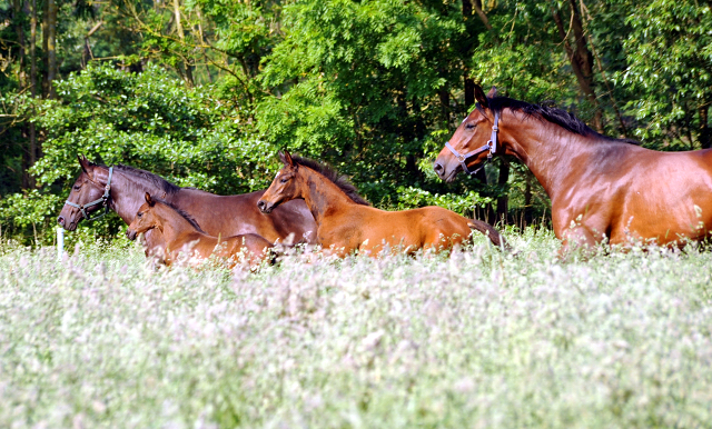 Hmelschenburger Stuten und Fohlen in den Emmerauen - Foto: Beate Langels -  
Trakehner Gestt Hmelschenburg