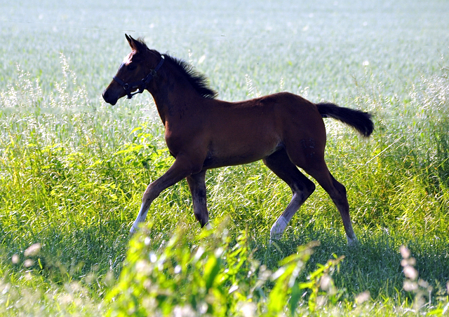 Stutfohlen von High Motion u.d. Greta Garbo v. Alter Fritz  - Foto: Beate Langels -  
Trakehner Gestt Hmelschenburg