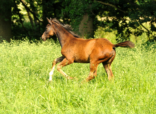 Stutfohlen von De Niro u.d. Schwalbendiva v. Totilas - Foto: Beate Langels -  
Trakehner Gestt Hmelschenburg