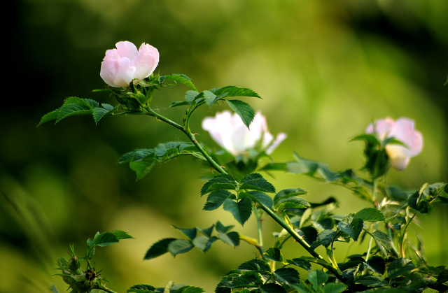 in den Emmerauen - Foto: Beate Langels -  
Trakehner Gestt Hmelschenburg