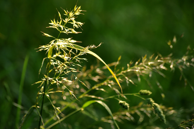 in den Emmerauen - Foto: Beate Langels -  
Trakehner Gestt Hmelschenburg