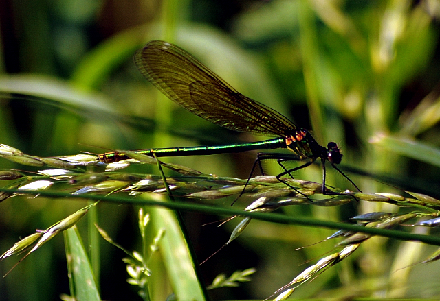In den Emmerauen - Foto: Beate Langels -  
Trakehner Gestt Hmelschenburg