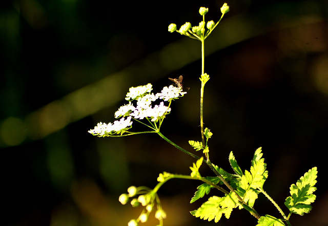 Foto: Beate Langels -  
Trakehner Gestt Hmelschenburg