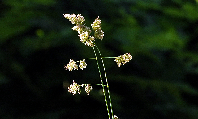 Foto: Beate Langels -  
Trakehner Gestt Hmelschenburg