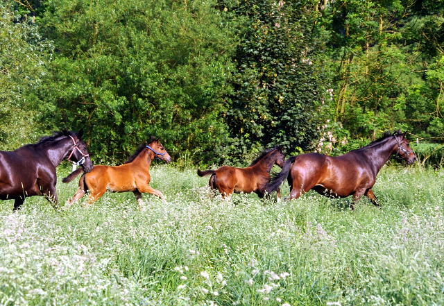 Hmelschenburger Stuten und Fohlen in den Emmerauen - Foto: Beate Langels -  
Trakehner Gestt Hmelschenburg