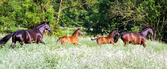 Hmelschenburger Stuten und Fohlen in den Emmerauen - Foto: Beate Langels -  
Trakehner Gestt Hmelschenburg