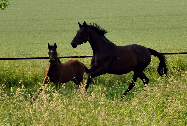 Schwalbenlicht und ihr Sohn von High Motion - Foto: Beate Langels -  
Trakehner Gestt Hmelschenburg