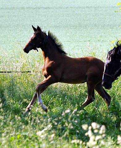Stutfohlen von High Motion u.d. Greta Garbo v. Alter Fritz - Foto: Beate Langels -  
Trakehner Gestt Hmelschenburg