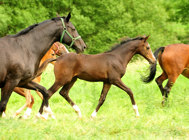 Hengstfohlen von High Motion u.d. Pr.u.StPrSt. vittoria v. Exclusiv - 4. Juni 2017 - Trakehner Gestt Hmelschenburg - Foto: Beate Langels