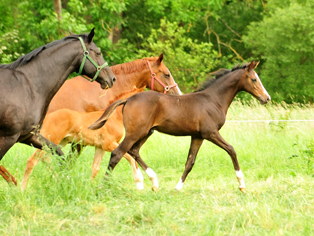 Hengstfohlen von High Motion u.d. Pr.u.StPrSt. vittoria v. Exclusiv - 4. Juni 2017 - Trakehner Gestt Hmelschenburg - Foto: Beate Langels