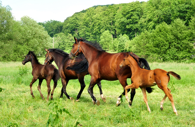 Trakehner Hengstfohlen von High Motion u.d. Pr.St. Karida v. Oliver Twist - Trakehner Gestt Hmelschenburg - Beate Langels
