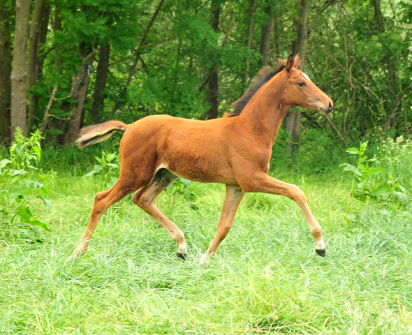Trakehner Hengstfohlen von High Motion u.d. Pr.St. Karida v. Oliver Twist - Trakehner Gestt Hmelschenburg - Beate Langels