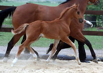 Trakehner Hengstfohlen von Showmaster - Manhattan - Alter Fritz