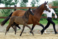 Stutfohlen von Shavalou - Fohlenmusterung am 4.7.2009 im Trakehner Gestüt Schplitz