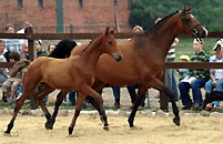 Hengstfohlen von Exclusiv x Freudenfest, Fohlenmusterung am 4.7.2009 im Trakehner Gestüt Schplitz