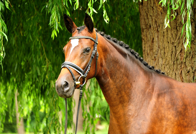 Gabbana von High Motion - Trakehner Gestt Hmelschenburg - Beate Langels