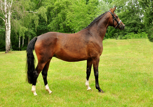 Gabbana von High Motion - Trakehner Gestt Hmelschenburg - Beate Langels