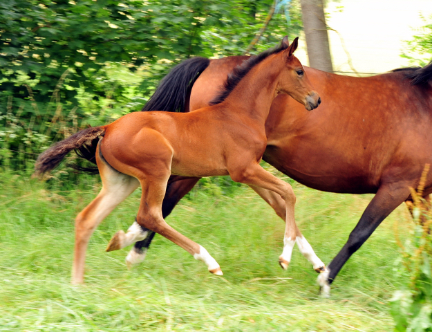 Auf der Hmelschenburger Fohlenweide - Foto: Beate Langels - Trakehner Gestt Hmelschenburg