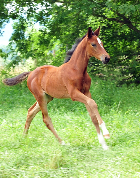 Auf der Hmelschenburger Fohlenweide - Foto: Beate Langels - Trakehner Gestt Hmelschenburg