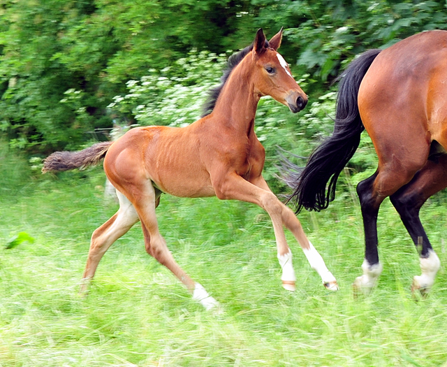 Auf der Hmelschenburger Fohlenweide - Foto: Beate Langels - Trakehner Gestt Hmelschenburg