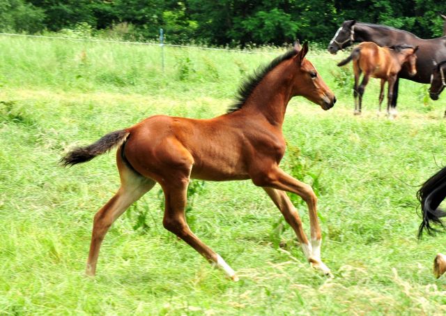 Karidia - auf der Hmelschenburger Fohlenweide - Foto: Beate Langels - Trakehner Gestt Hmelschenburg