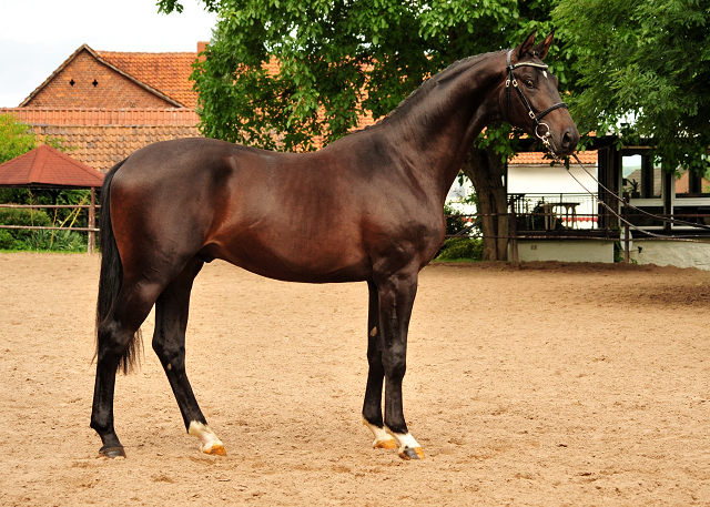 Under and Over - 2jhriger Trakehner Hengst v. Saint Cyr x Easy Game  - im August 2017 - Beate Langels Gestt Hmelschenburg