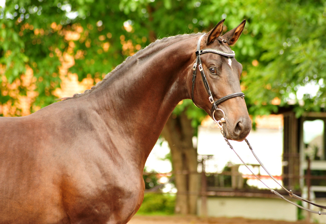 Under and Over - 2jhriger Trakehner Hengst v. Saint Cyr x Easy Game  - im August 2017 - Beate Langels Gestt Hmelschenburg