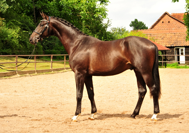 2jhriger Trakehner Hengst v. Saint Cyr x Easy Game  - im August 2017 - Beate Langels Gestt Hmelschenburg