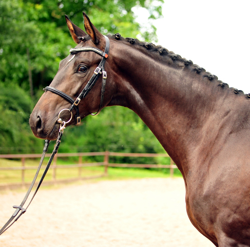 2jhriger Trakehner Hengst v. Saint Cyr x Easy Game  - im August 2017 - Beate Langels Gestt Hmelschenburg