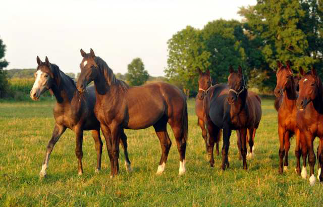Die Gruppe der Jhrlingshengste am Abend des 4.September 2012, Foto: Beate Langels, Trakehner Gestt Hmelschenburg