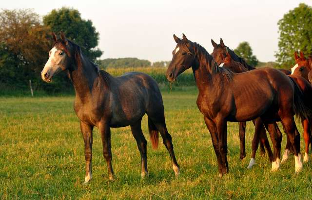 links: Jhrlingshengst von Saint Cyr u.d. Teatime v. Summertime - am 4.September 2012, Foto: Beate Langels, Trakehner Gestt Hmelschenburg