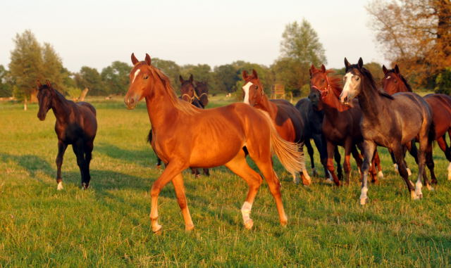 Jhrlingshengste in Schplitz am 4.September 2012, Foto: Beate Langels, Trakehner Gestt Hmelschenburg