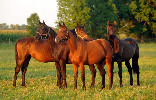 Jhrlingshengste vorn: Hengst v. Syriano x Uckermrker dahinter Tudor v. Iskander x Sixtus am 4.September 2012, Foto: Beate Langels, Trakehner Gestt Hmelschenburg