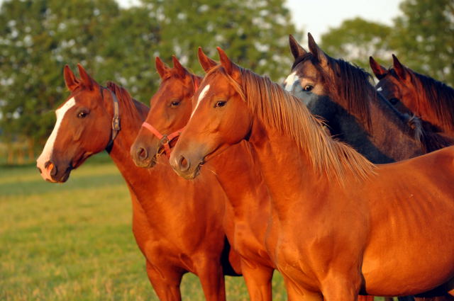 Jhrlingshengst Hengst v. Syriano x Uckermrker am 4.September 2012, Foto: Beate Langels, Trakehner Gestt Hmelschenburg