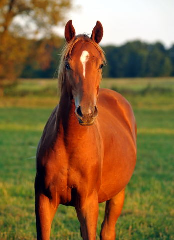 Jhrlingshengste in Schplitz am 4.September 2012, Foto: Beate Langels, Trakehner Gestt Hmelschenburg
